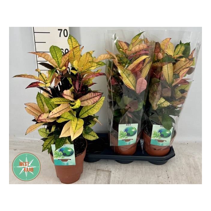 <h4>Codiaeum variegatum Mrs Iceton 19Ø 65cm 1pp</h4>