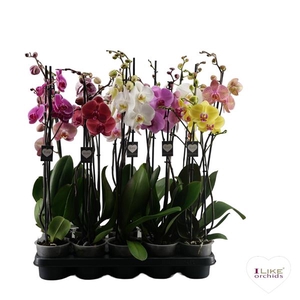 Phal 2-tak Supreme Mix