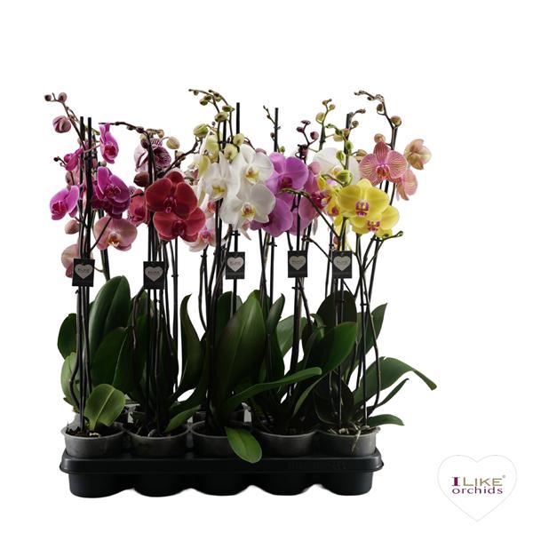 <h4>Phal 2-tak Supreme Mix</h4>