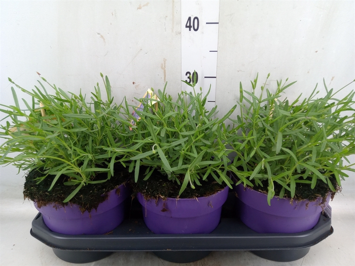 <h4>Lavandula angus. 'Hidcote'</h4>