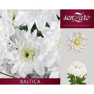 Chr T Baltica