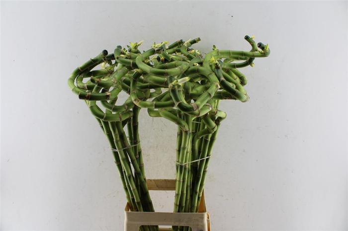 <h4>Drac S Lucky Bamboo</h4>