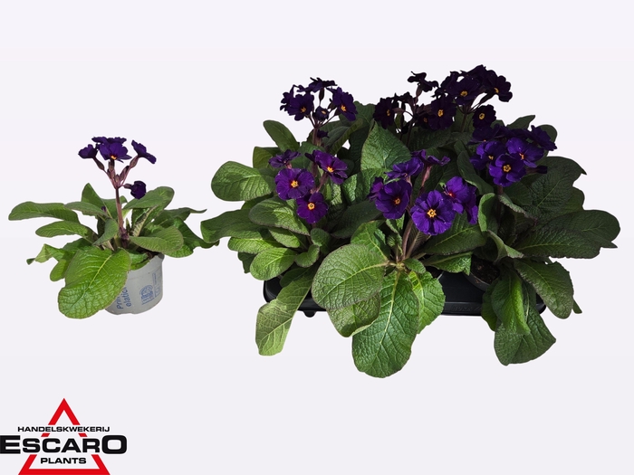 <h4>PRIM EL ST BLAU</h4>