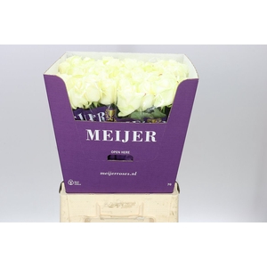 Rosa Gr Avalanche Meijer