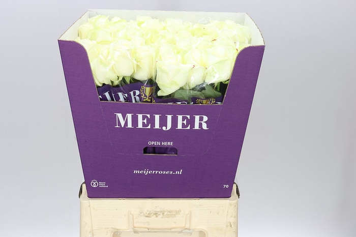 <h4>Rosa Gr Avalanche Meijer</h4>
