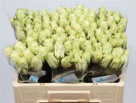 <h4>R Gr Athena</h4>