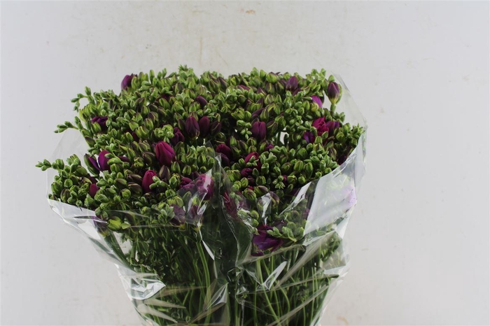 <h4>Fr Du Purple Rain</h4>