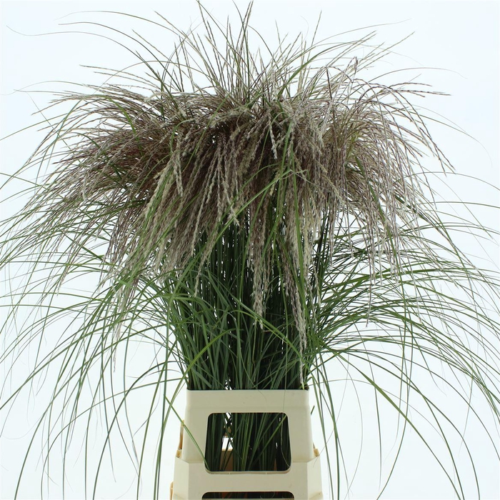 <h4>Miscanthus Rosi Pink</h4>