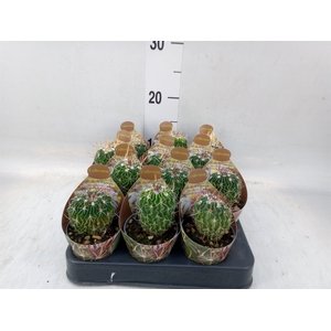 Cactus   ...