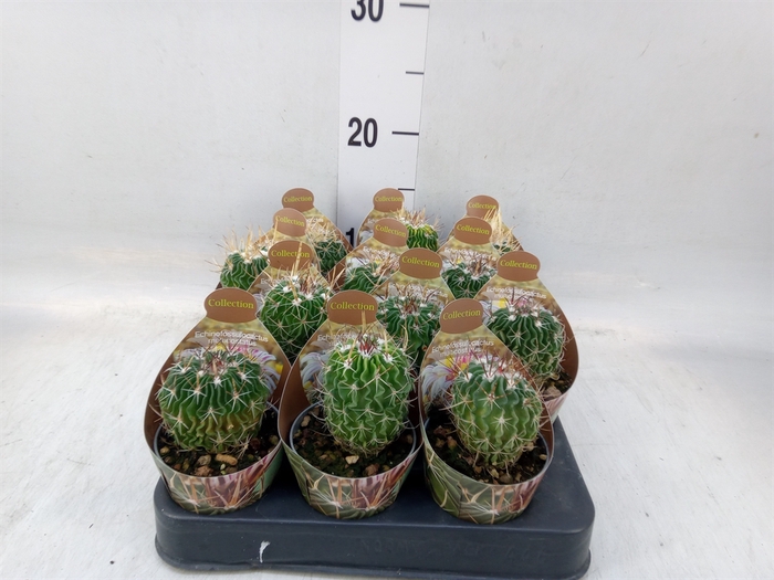 <h4>Cactus   ...</h4>