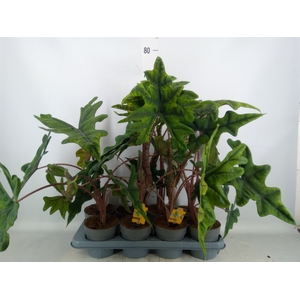 Alocasia  'Jacklyn'