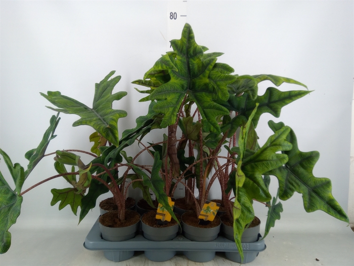 <h4>Alocasia  'Jacklyn'</h4>