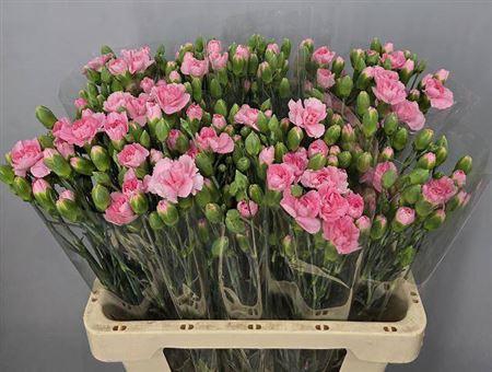 <h4>Di Tr Pink Amelie</h4>