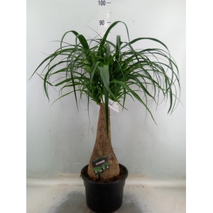 Beaucarnea recurvata