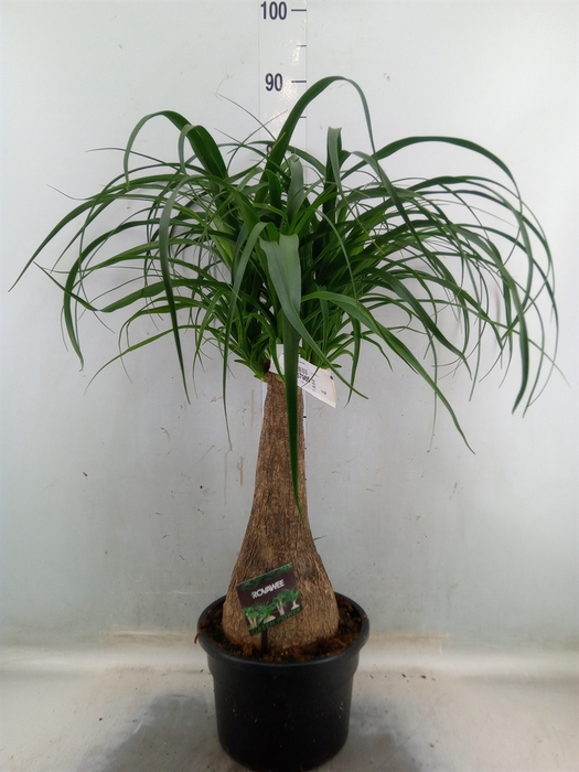 <h4>Beaucarnea recurvata</h4>