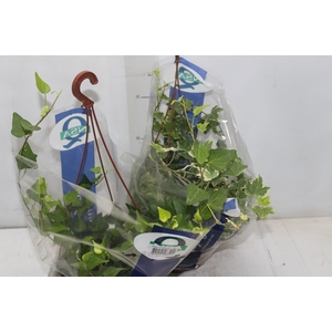 HEDERA VARIADO C21 PENDENTE