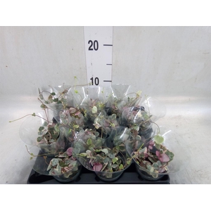Ceropegia woodii ssp. woodii