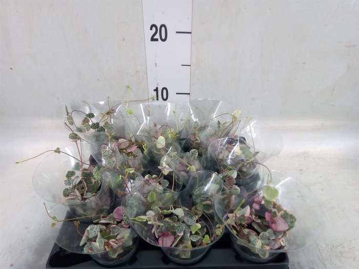 <h4>Ceropegia woodii ssp. woodii</h4>