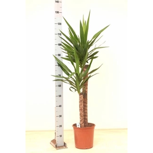 YUCCA