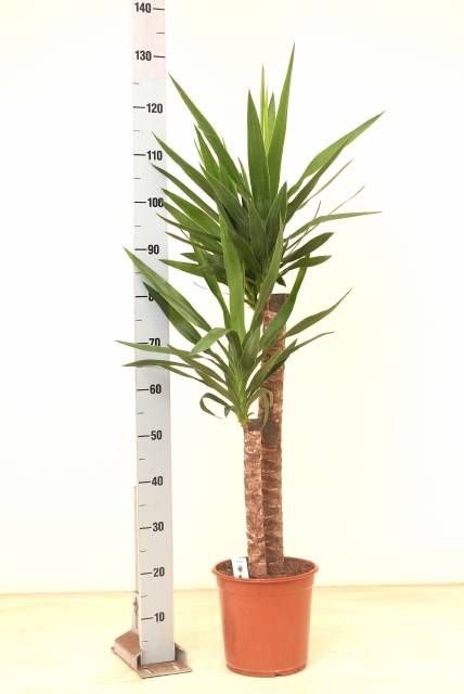 <h4>YUCCA</h4>