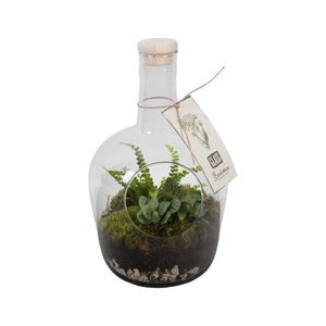 PTGB1812 Arrangement Terrarium