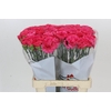 Dianthus St Bizet