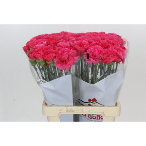 Dianthus St Bizet
