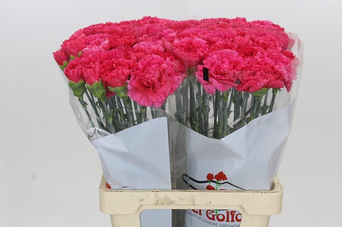 <h4>Dianthus St Bizet</h4>
