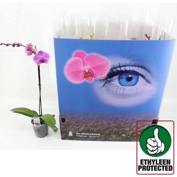 <h4>PHAL GEM 6 KL</h4>