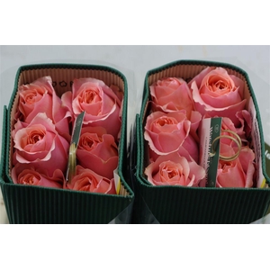R Gr Campanella Pink
