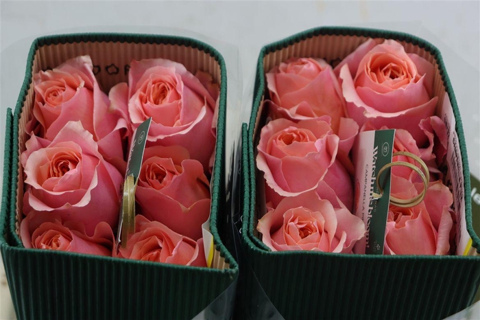 <h4>R Gr Campanella Pink</h4>