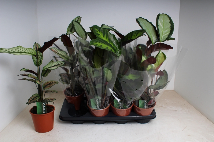 <h4>CALAT GEM 4 SRT</h4>