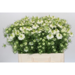 Nigella damascena Artistic White