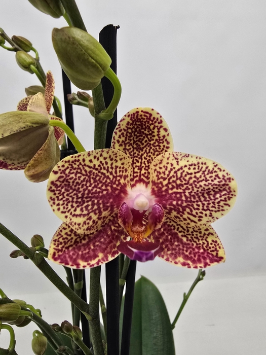 <h4>Limited 64 week 18</h4>