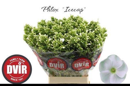 <h4>Phlox P Icecap</h4>