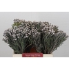 Kaaps Groen Silver Brunia