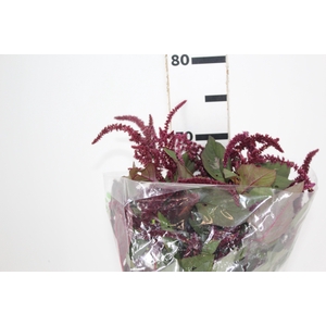 AMARANTHUS VINHO