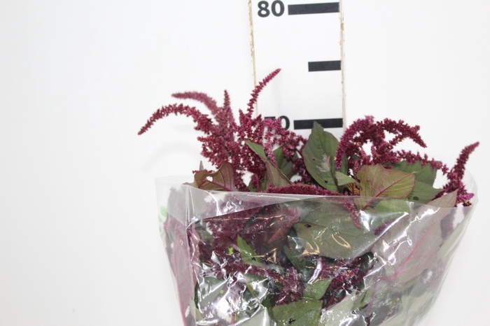<h4>AMARANTHUS VINHO</h4>