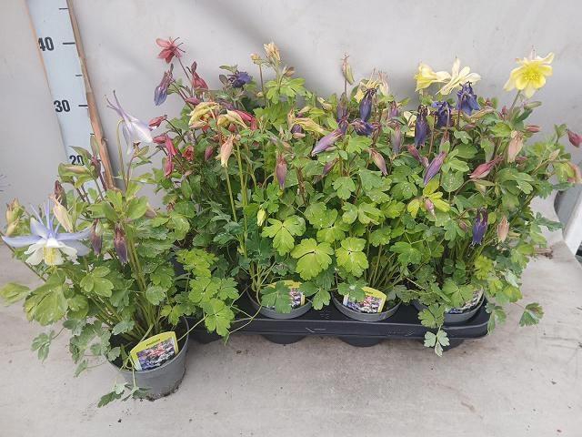 <h4>AQUIL CAERULEA</h4>