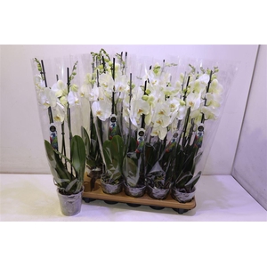 arr8 Phal An Nottingham