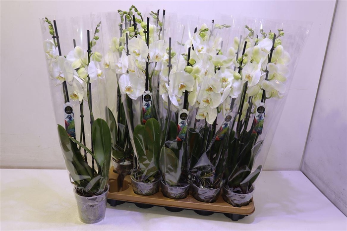 <h4>arr8 Phal An Nottingham</h4>