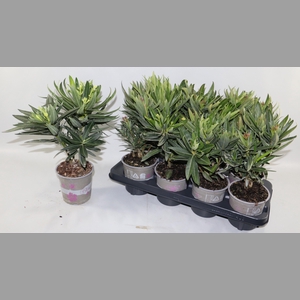 NERIUM OLEANDER OV