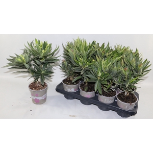 NERIUM OLEANDER OV