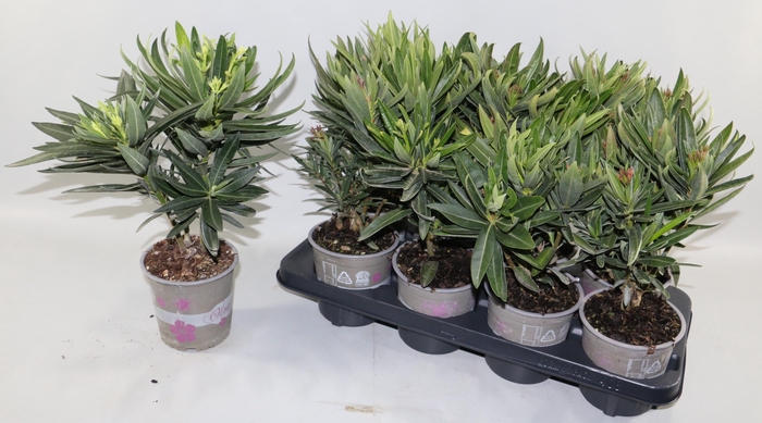 <h4>NERIUM OLEANDER OV</h4>