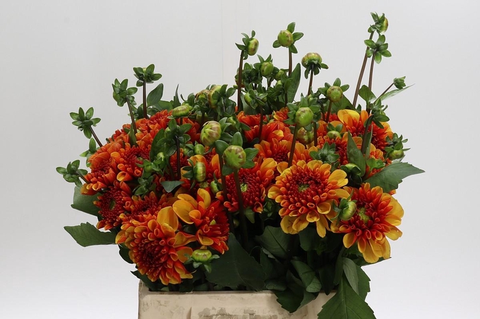 Dahlia American Sunset