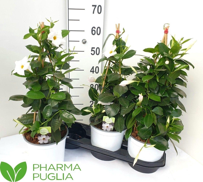 <h4>MANDE RIO WHITE</h4>