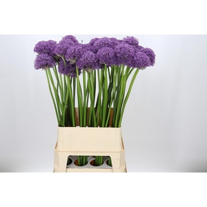 Allium Gladiator