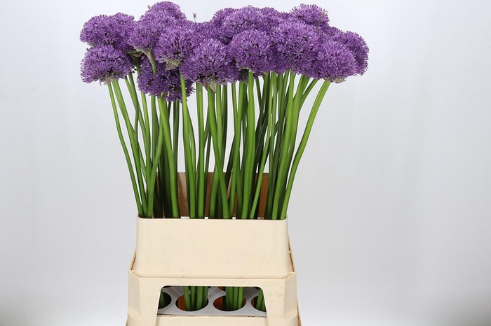 <h4>Allium Gladiator</h4>