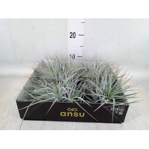 Tillandsia