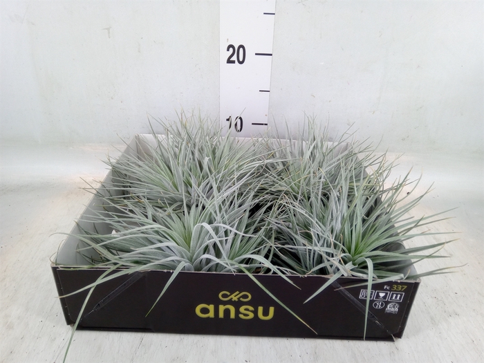 <h4>Tillandsia</h4>